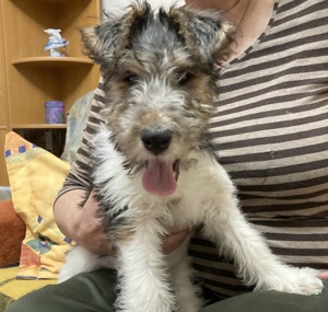 Drótszőrű Foxterrier Kiskutya Elérhető