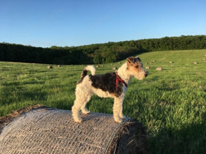 Drótszőrű Foxterrier Kiskutya Elérhető - kép 4