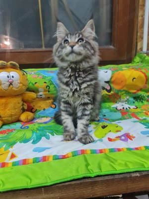 Maine coon cicák. - kép 4