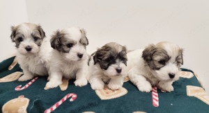 Eladó bichon havanese kiskutyák - kép 3