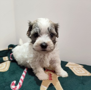 Eladó bichon havanese kiskutyák - kép 9