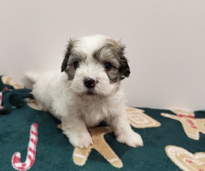 Eladó bichon havanese kiskutyák - kép 11