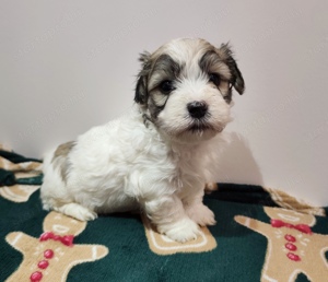 Eladó bichon havanese kiskutyák - kép 7