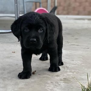 Gyönyörű Labrador retriever kiskutyák  - kép 2