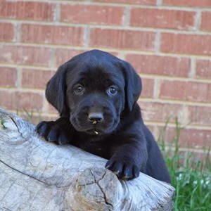 Gyönyörű Labrador retriever kiskutyák  - kép 3