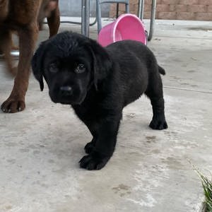 Gyönyörű Labrador retriever kiskutyák 