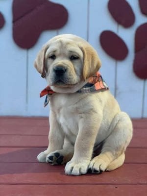 Labrador retriever exkluzív kiskutyák eladók 