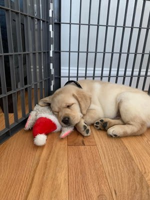 Labrador retriever exkluzív kiskutyák eladók  - kép 4