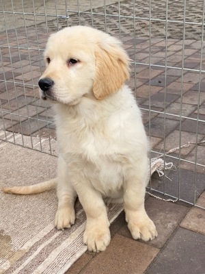 Golden retriever kiskutyák eladók 