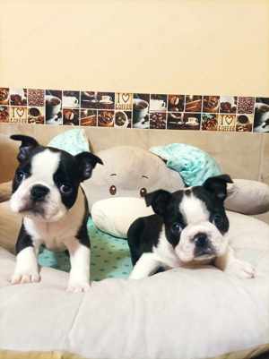 Törzskönyves boston terrier kisfiúk - kép 4