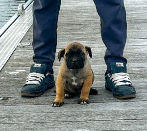 Cane Corso kölykök EUch, WCh vonallal  garanciával tenyésztőtől eladók - kép 4