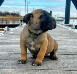 Cane Corso kölykök EUch, WCh vonallal  garanciával tenyésztőtől eladók - kép 1