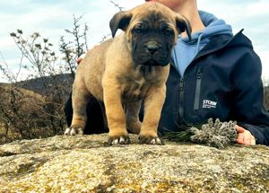 Cane Corso kölykök EUch, WCh vonallal  garanciával tenyésztőtől eladók - kép 2