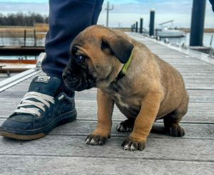 Cane Corso kölykök EUch, WCh vonallal  garanciával tenyésztőtől eladók - kép 3