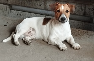 Jack Russel terrier kiskutyák! - kép 3