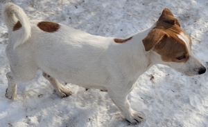 Jack Russel terrier kiskutyák!