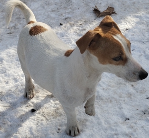 Jack Russel terrier kiskutyák! - kép 2