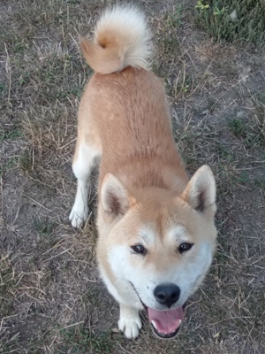 Shiba inu kan eladó.  - kép 2