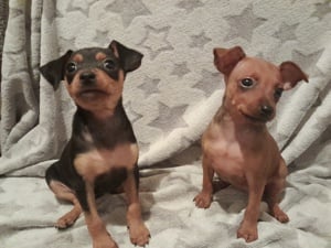 Eladó törpe pinscher, pincser - kép 2