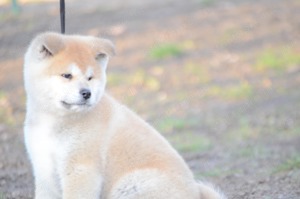 Törzskönyvezett akita inu kiskutyák - kép 7