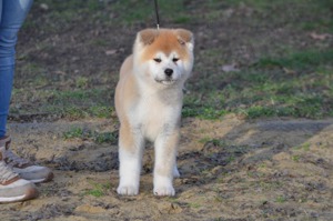 Törzskönyvezett akita inu kiskutyák - kép 3