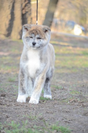 Törzskönyvezett akita inu kiskutyák - kép 6