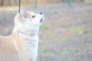 Törzskönyvezett akita inu kiskutyák - kép 8