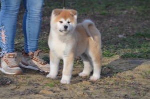 Törzskönyvezett akita inu kiskutyák - kép 2