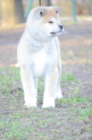 Törzskönyvezett akita inu kiskutyák - kép 9