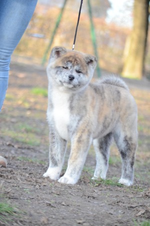 Törzskönyvezett akita inu kiskutyák - kép 4