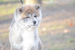 Törzskönyvezett akita inu kiskutyák - kép 5