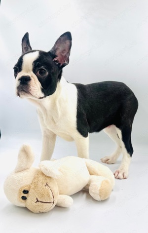 Boston Terrier kiskutyák azonnal elvihetők - kép 5