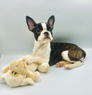 Boston Terrier kiskutyák eladók - kép 4