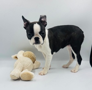 Boston Terrier kiskutyák azonnal elvihetők - kép 6