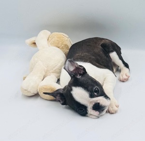 Boston Terrier kiskutyák azonnal elvihetők - kép 7