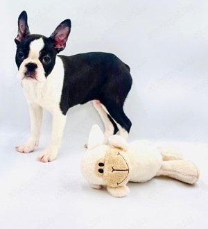 Boston Terrier kiskutyák eladók - kép 10