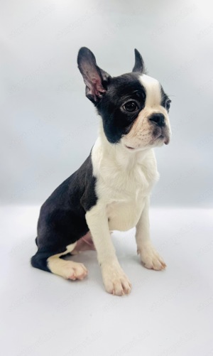 Boston Terrier kiskutyák azonnal elvihetők - kép 9