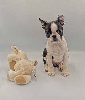 Boston Terrier kiskutyák azonnal elvihetők - kép 3