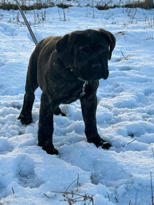 Cane corso kan kiskutya - kép 8