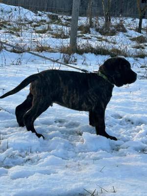 Cane corso kan kiskutya - kép 6