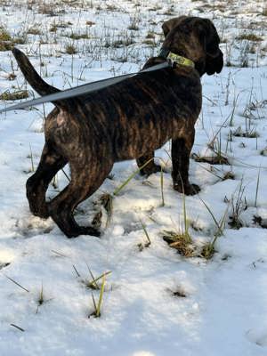 Cane corso kan kiskutya - kép 5