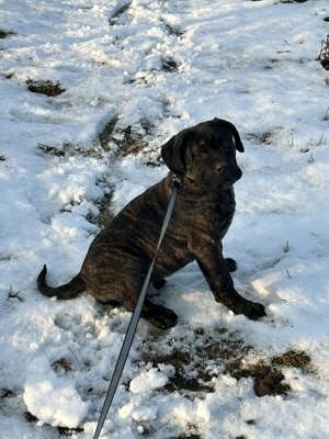 Cane corso kan kiskutya - kép 3