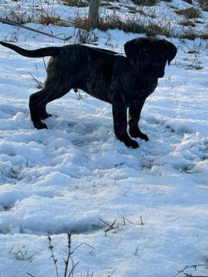 Cane corso kan kiskutya - kép 7