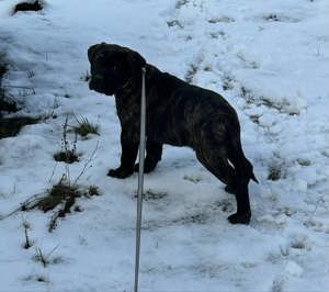 Cane corso kan kiskutya - kép 4