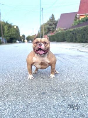 Kedvező áron eladó American bully micro kan! - kép 4