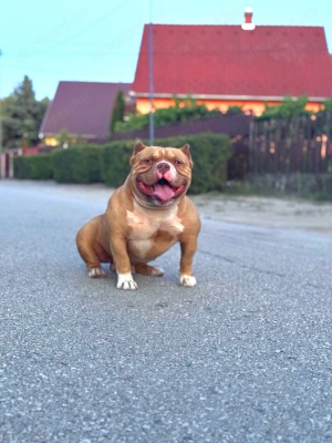 Kedvező áron eladó American bully micro kan! - kép 2