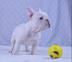 francia bulldog eladó minőségi kiskutyák  - kép 15