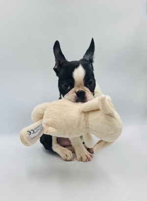 Boston Terrier kiskutyák azonnal elvihetők - kép 11