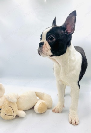 Boston Terrier kiskutyák azonnal elvihetők - kép 10