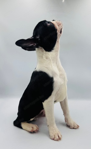 Boston Terrier kiskutyák azonnal elvihetők - kép 12